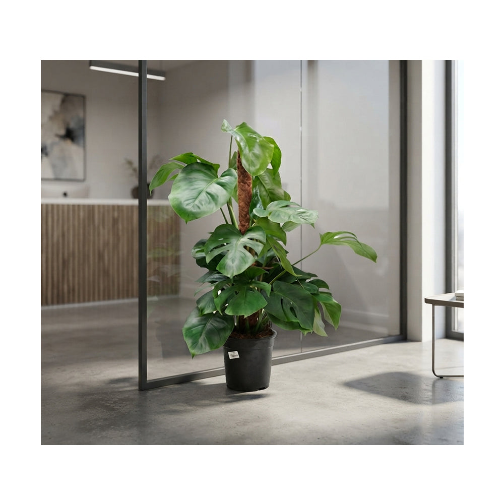 Monstera Pertusum MP/75cm