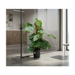 Monstera Pertusum MP/75cm