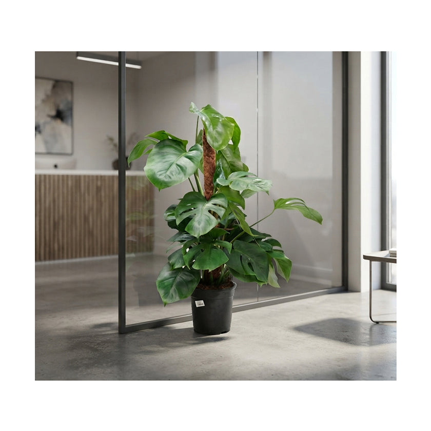 Monstera Pertusum MP/75cm
