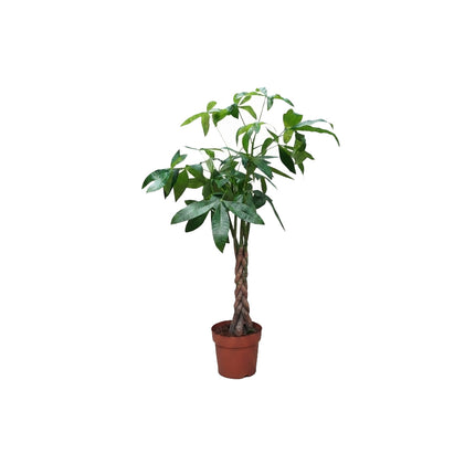 Pachira Aquatica Braided/120cm