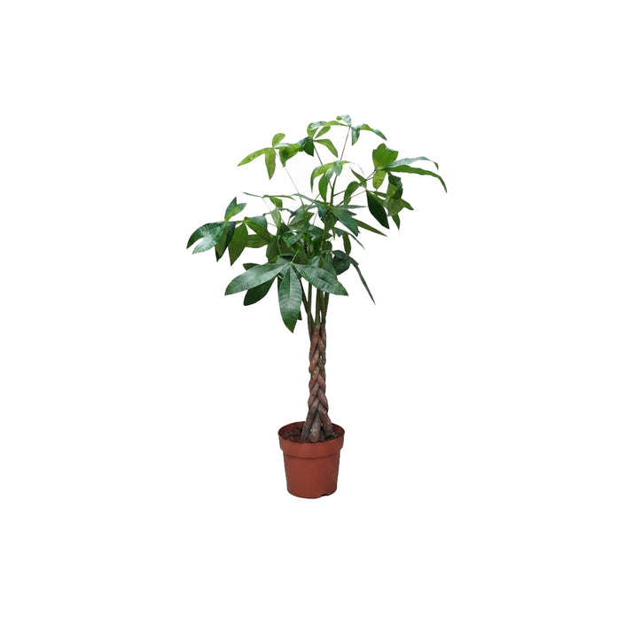 Pachira Aquatica Braided/120cm