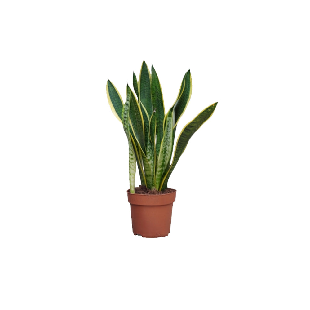 Sansevieria Laurentii/65cm