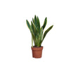 Sansevieria Laurentii/65cm