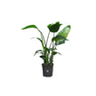 Strelitzia Nicolai 3PP P19/80cm