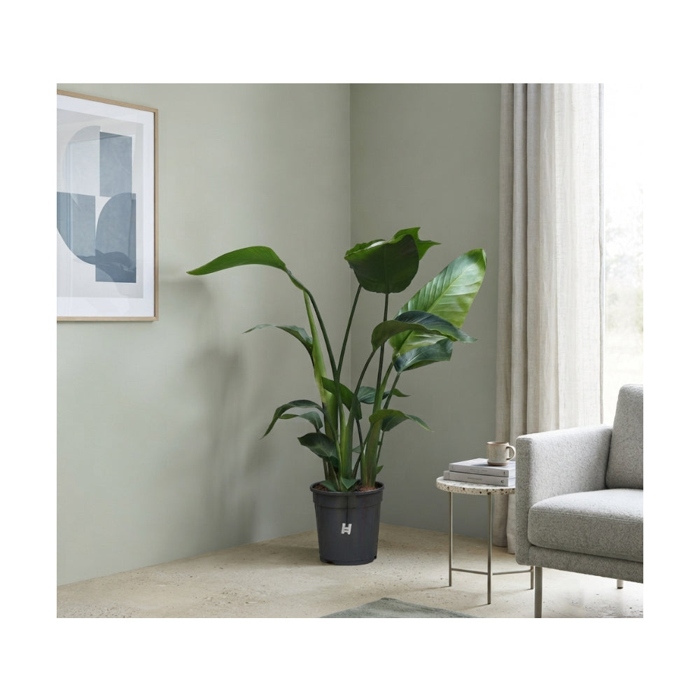 Strelitzia Nicolai 3PP P19/80cm