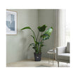 Strelitzia Nicolai 3PP P19/80cm