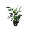 Strelitzia Nicolai 9PP/160cm