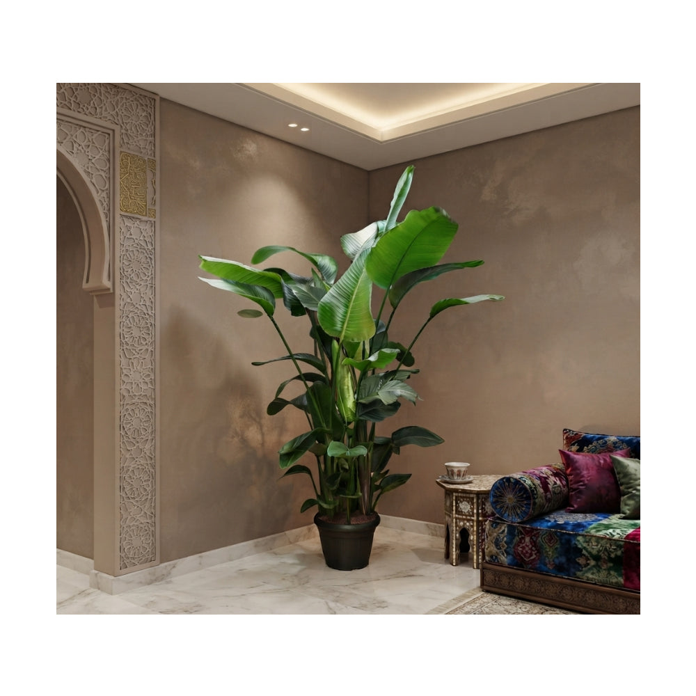 Strelitzia Nicolai 9PP/160cm