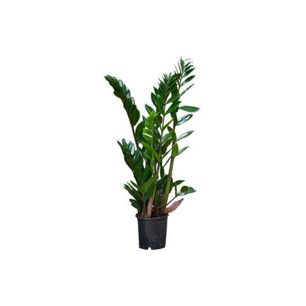Zamioculcas 7 spike/65cm