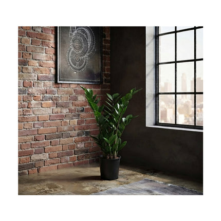 Zamioculcas 7 spike/65cm