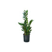 Zamioculcas 5 spike/60cm