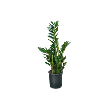 Zamioculcas 5 spike/60cm