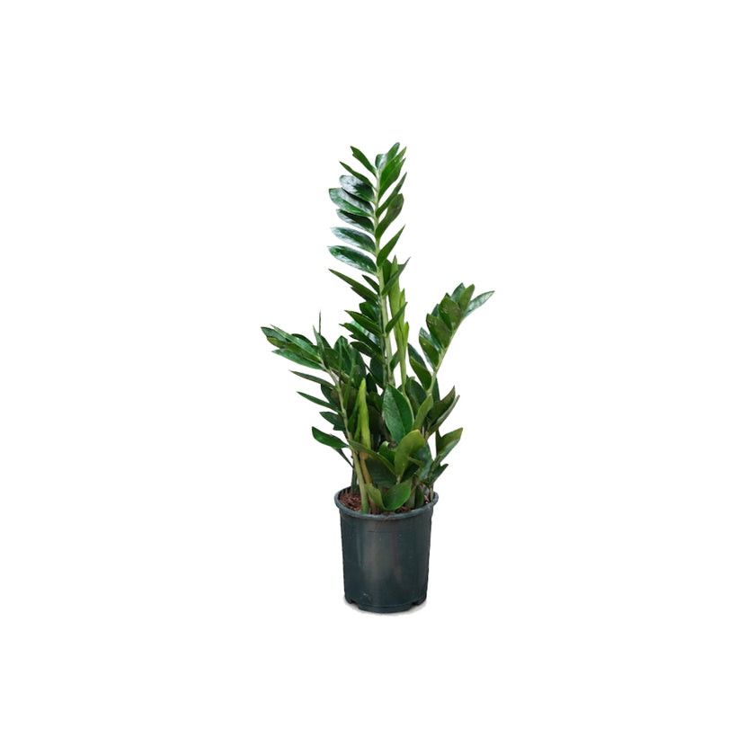Zamioculcas 5 spike/60cm