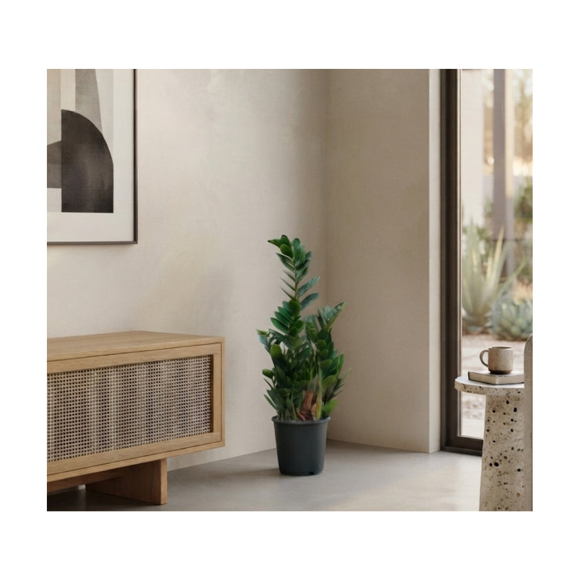 Zamioculcas 5 spike/60cm